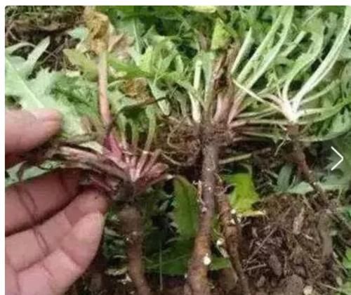 蒲公英根|吃惊:一味中药48小时可灭掉98%疾病!但很多人还以为它是野草!