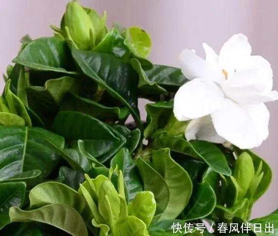 不管有钱没钱，家里养这十种植物，招财镇宅又养人