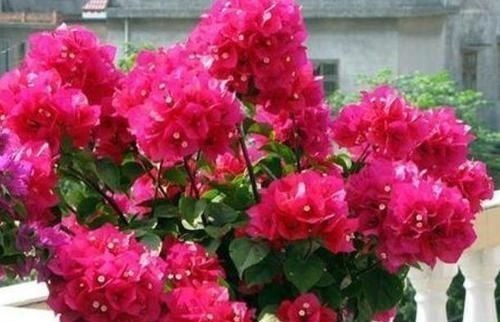 开花最香的4种花,家里养一盆,花姿妖娆,四季繁花似锦,美