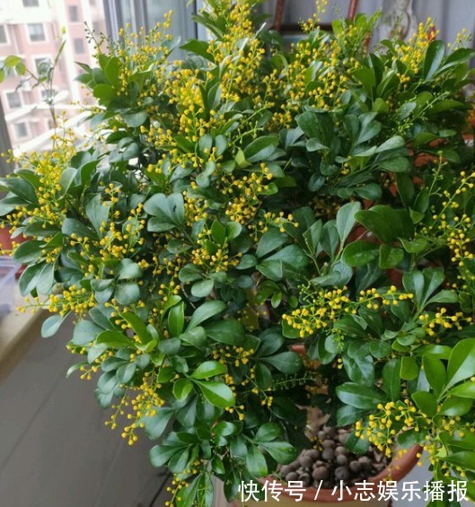 5种晒不死的花,一年四季都开花,不养它们别说你喜欢养花