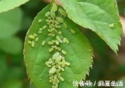 老表|月季蚜虫难消除,喷一种“液体”,蚜虫隔天就“嗝屁”,简单实用!