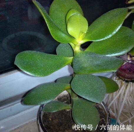 吴大妈把叶子“插花盆”,5年后,养成花树,开满花,清新又漂亮!