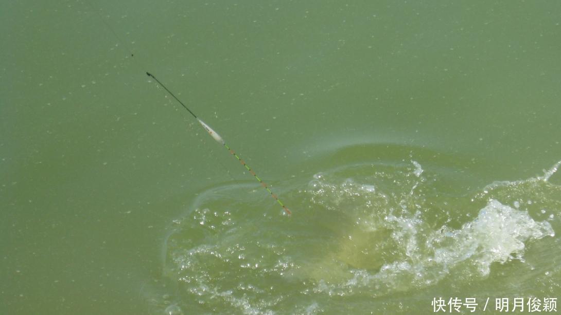 有漂相就是不上钩,此乃“人钓鱼鱼涮人”,啥原因不出以下3个