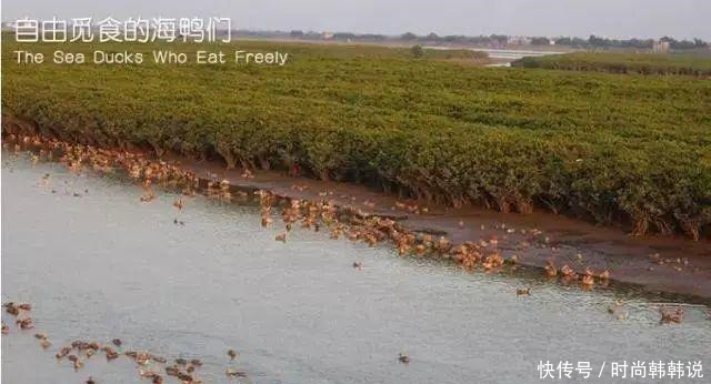 央视报道过一戳就流油的海鸭蛋,这流出来的“油”能吃吗