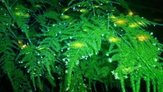 瀑布|常给文竹喝5种水,文竹长成瀑布,且绿油油不黄叶