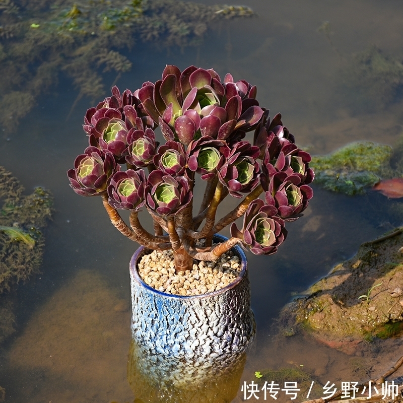法师|法师还在休眠吗?什么时候开始苏醒?你想知道的都在这里