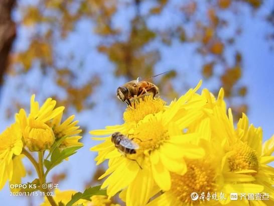 菊花|多彩济宁！初冬蓼河公园万菊花争艳，记得去打卡