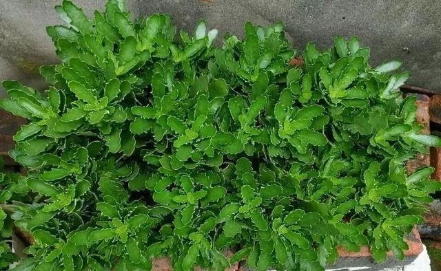 开花|6种“漂亮花”,长了就狠剪,舍不得剪害处大,耽误一年开花量