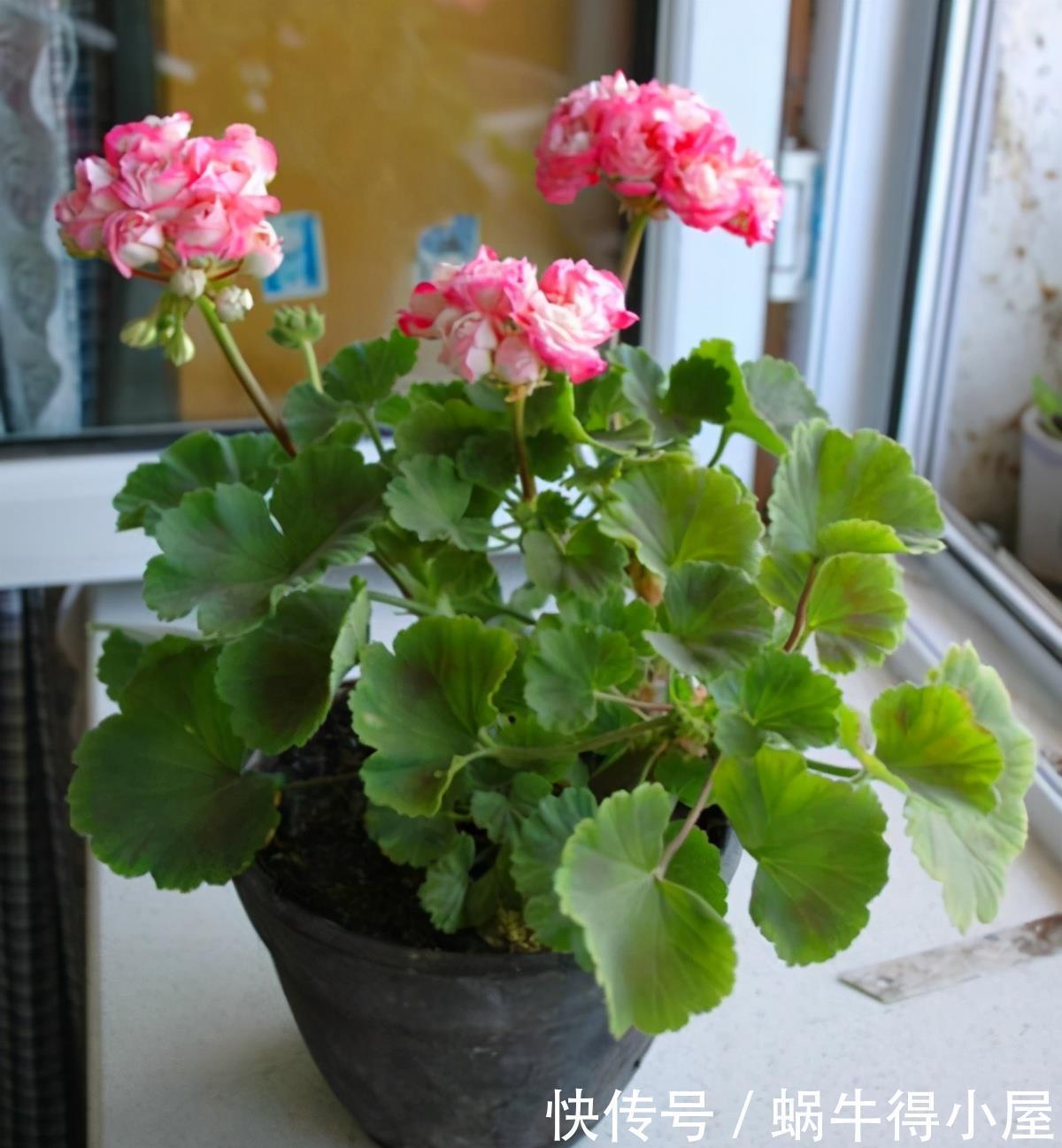 这5种花的养护方法，日照水肥处理好，花就长得好