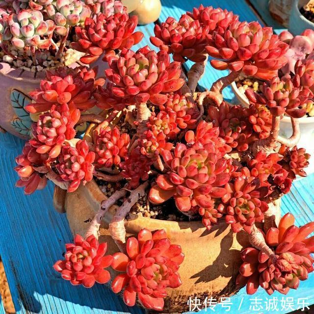养盆“火红”多肉真醒目,红宝石多肉名字尊贵,养护起来真简单