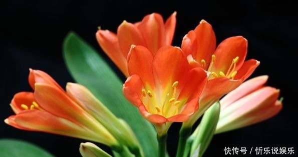 家里|4种花花期超长,家里养一盆四季有花赏,又美又好养