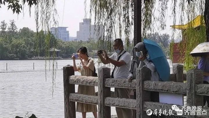 大明湖景区|“连体”莲蓬再现！已派6名保安24小时值守！大明湖发现第三株并蒂莲？