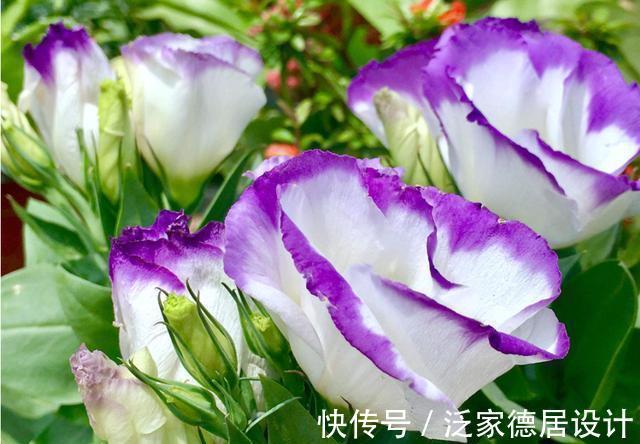 惊艳|8月18日-8月28日，庭院选这几款花，长的特别好，花色惊艳清新