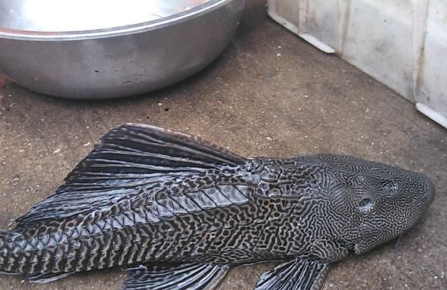 直呼|清道夫终结者来了,成吨清道夫被瞬间吃完,网友直呼过瘾