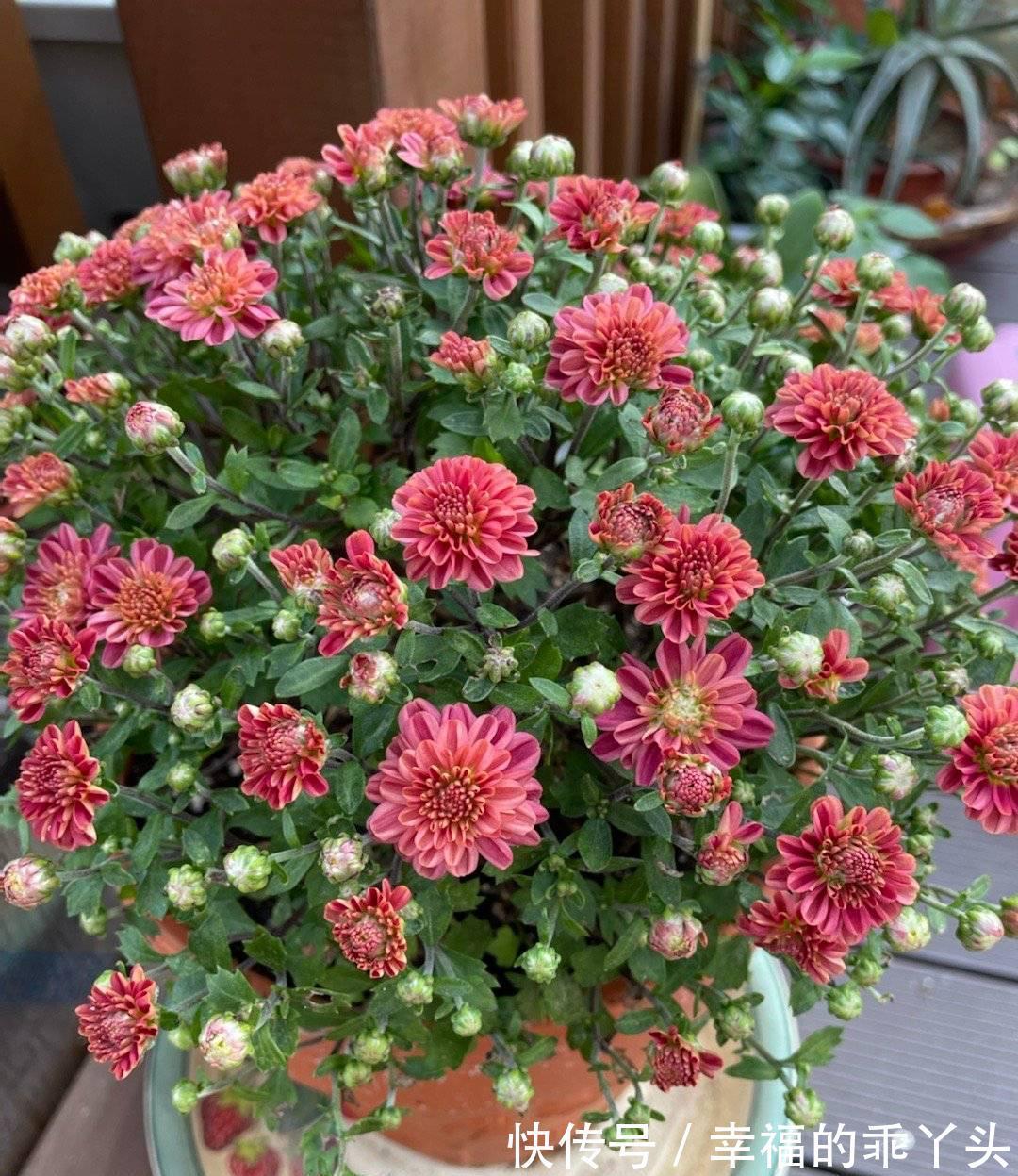 冬天快扦插这3种花,插土里生根很快,成活率高、花多又美