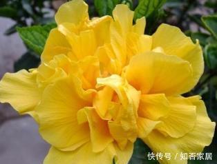 花卉|此花开花太漂亮,花色金黄,美得发光,是阳台盆栽佳品!