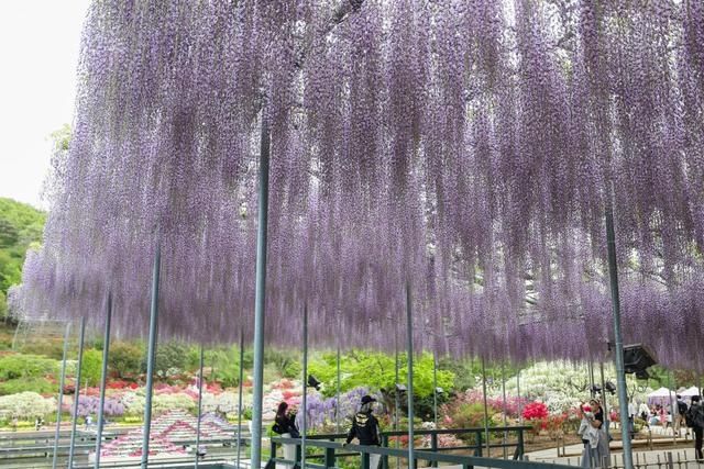 日本足利：紫藤花开