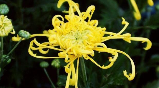 中年|菊花配上此物,排毒养肝,给你的小肝肝洗个澡,效果非常好