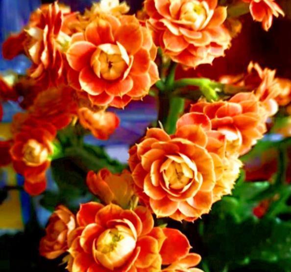 冬天养花选它,花色艳丽花期长,皮实好养颜值高,封闭阳台也能养