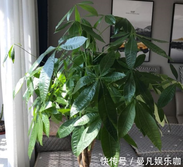 新芽|如果养着7种花，温度高及时“打顶”，这样才能枝繁叶茂