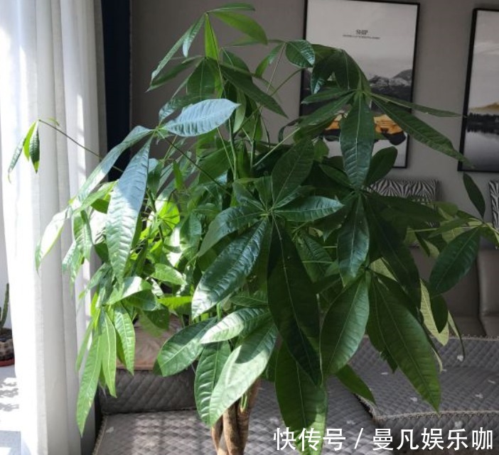 新芽|如果养着7种花,温度高及时“打顶”,这样才能枝繁叶茂