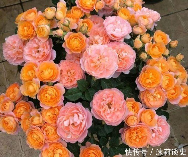 几款花卉,花艳易爆盆,漂亮好养活,花期特别长