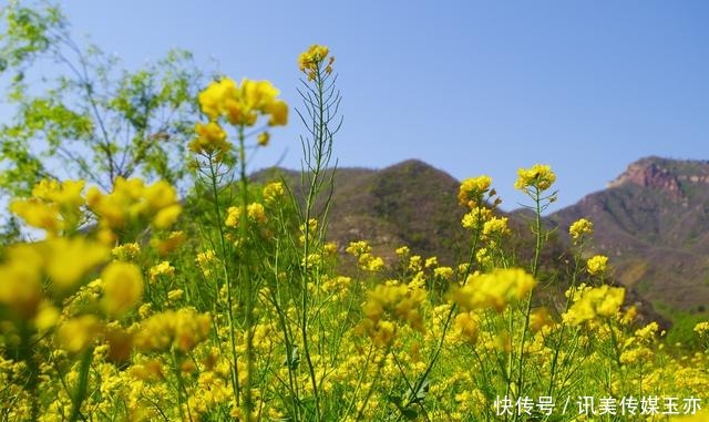 自驾游常馨谷：追寻春天最后一抹油菜花