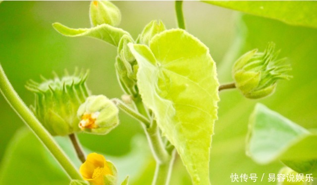 用青麻煮水|田间一野草，有“中国草”之称，不仅可食用，还能制绳和入药