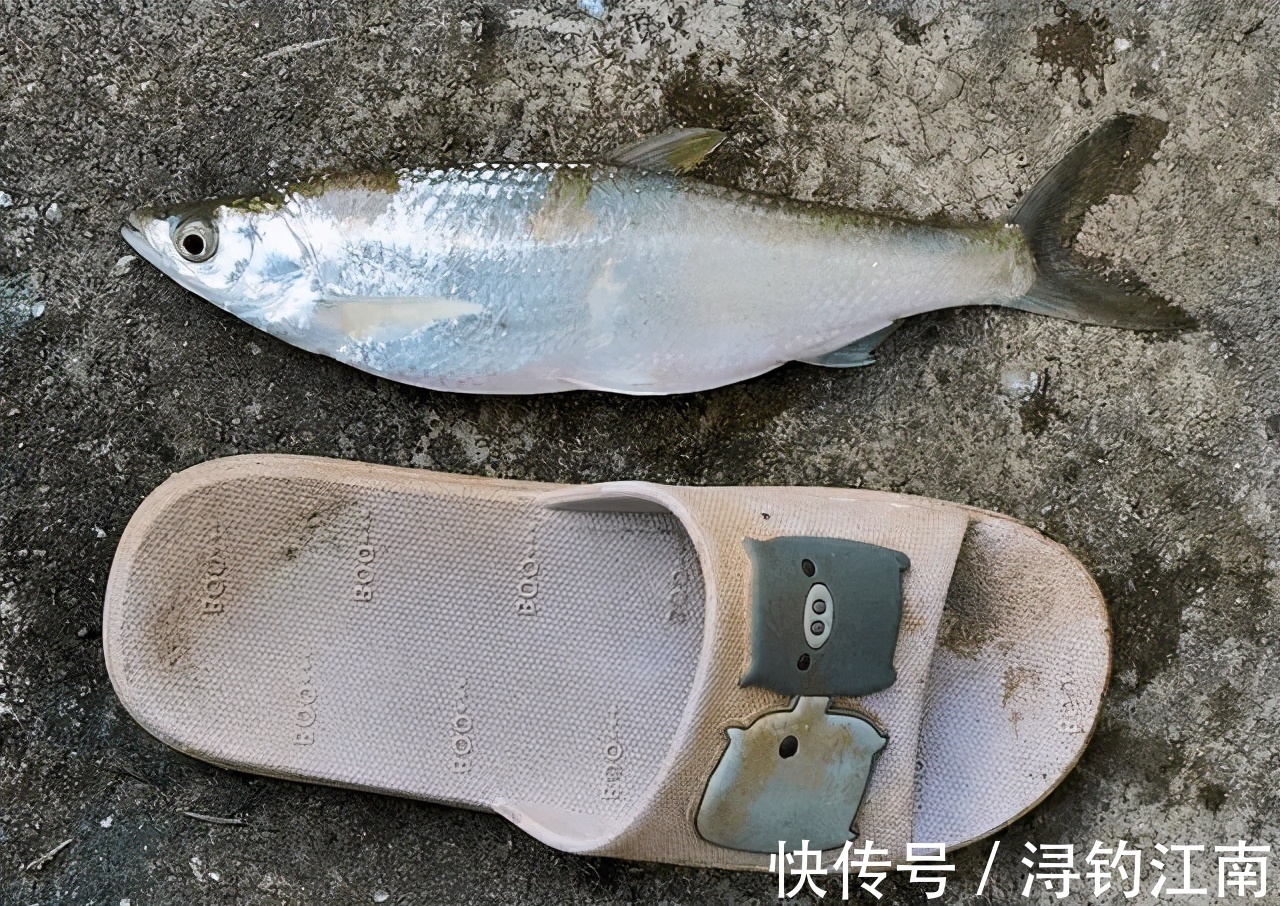 “白条老祖”!安徽一男子钓获“罕见”白条,和拖鞋一样长