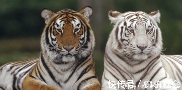 朋友#俗语:“虎豹不可骑”,下半句才是经典,交朋友一定要远离三种人