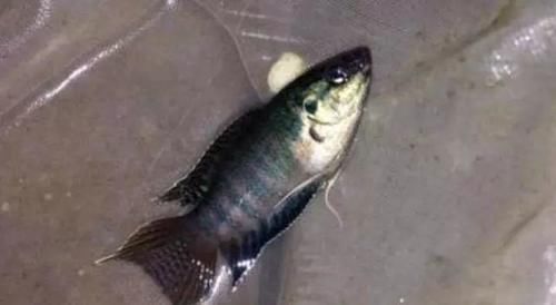 沙塘鳢|农村里才有的野味，有钱不一定能吃到，吃过的允许我叫你一声大哥