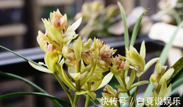 浇水|9月养兰花,做好2“润”,花芽呼呼冒,花香十里