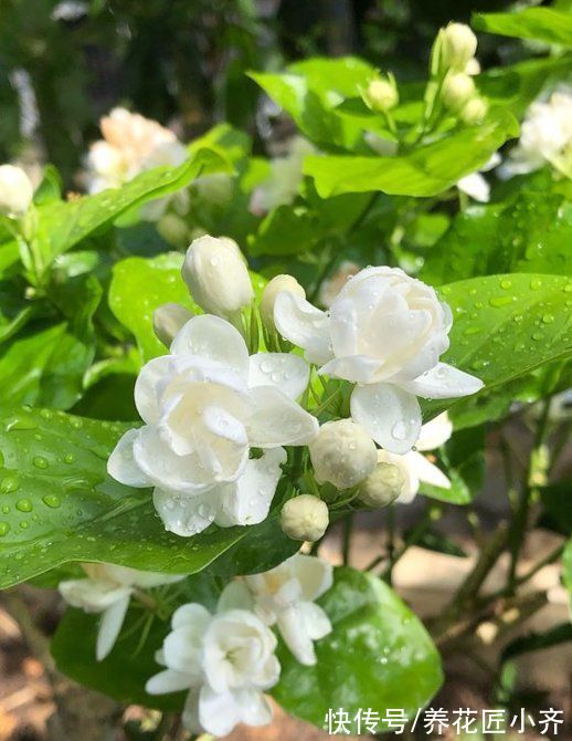 弱枝|五种“漂亮花”，春天升温赶紧剪，冒芽新枝壮，开花多又大