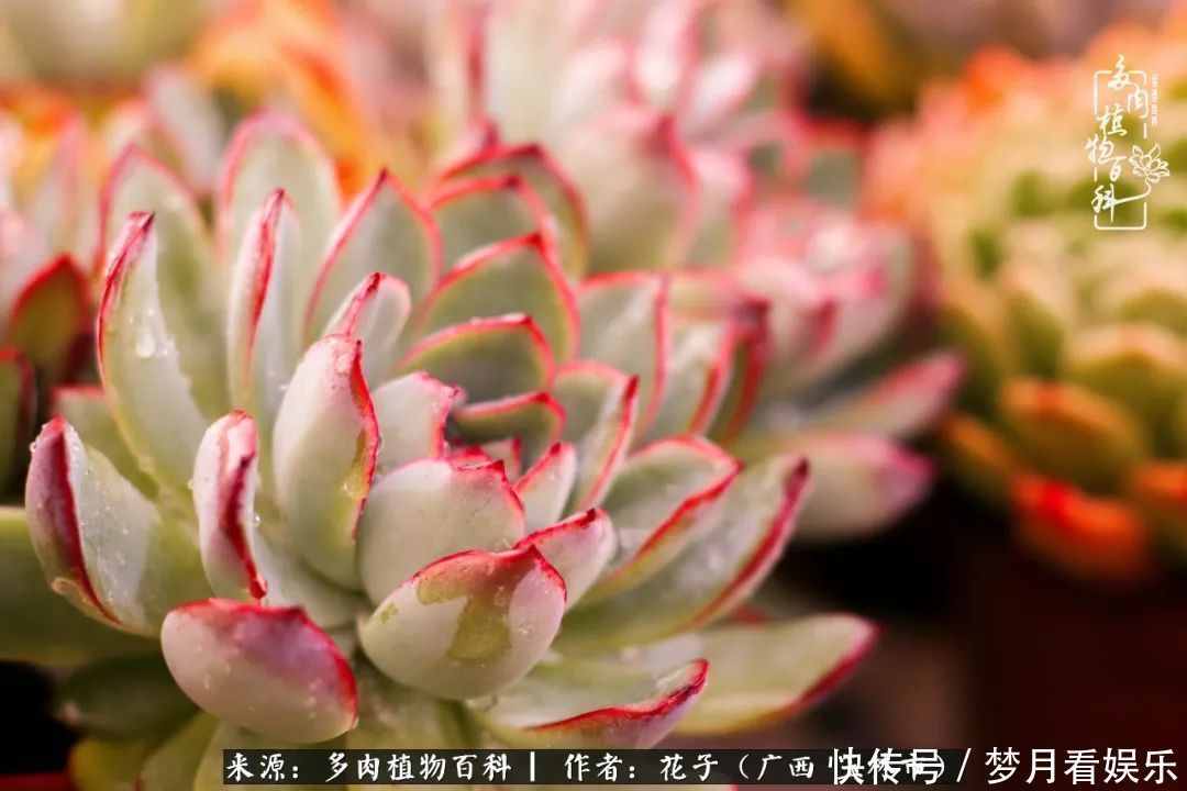 为了爱情|为了爱情来到陌生城市,偶遇多肉,地老天荒的爱恋!