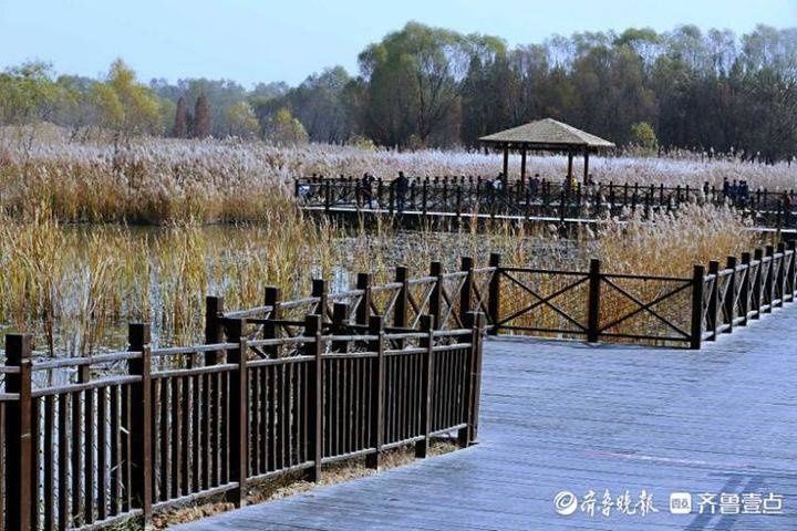 忍不住|忍不住感叹！济西国家湿地公园的冬天，藏着另一种美