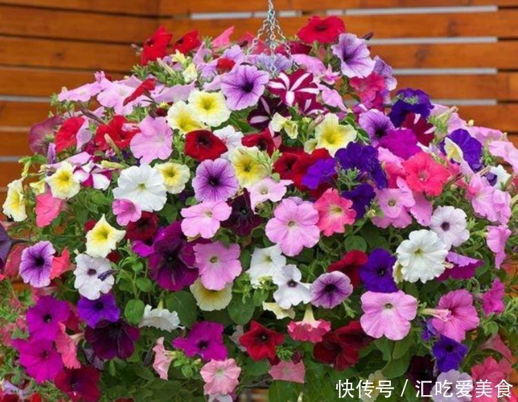 矮牵牛|4种花养家里，福旺运旺财更旺，招福添财，有钱人都在养