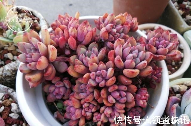 肉肉|养多肉要会控水，注意6点，1个小技巧，肉肉不用施肥也很胖！