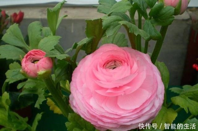 除了蟹爪兰，你可以养“芹菜”，开出牡丹花，花苞色泽艳丽又大朵！