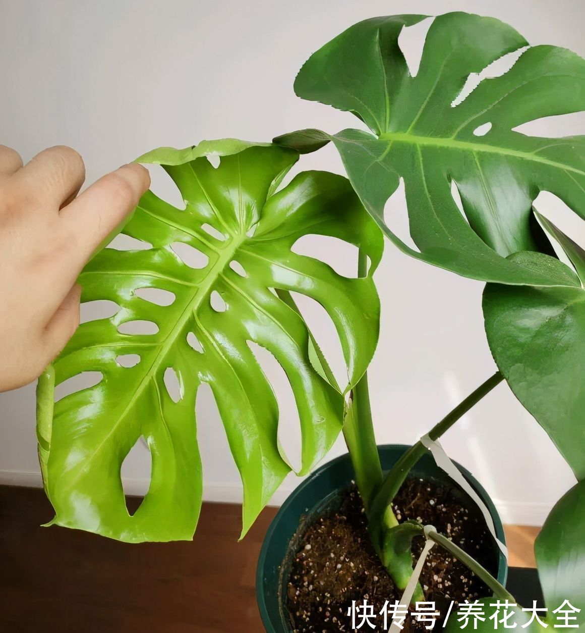 7种花，现在要砍头，冲天炮变成爆炸头