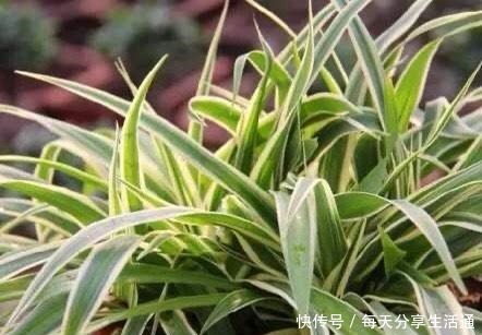 春季养吊兰,不必换盆,只用1个“方法”,叶子宽又绿,长爆盆!