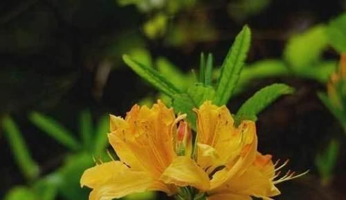 草木灰|别再花钱买花肥,1种东西用来养花,效果比花肥强10倍!