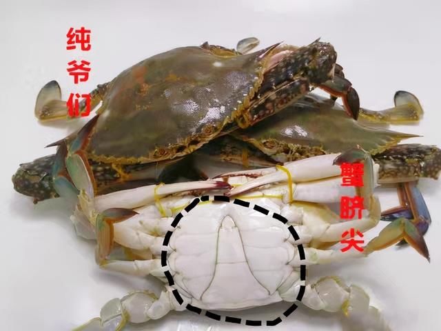 腹部|买螃蟹，是不是“顶盖肥”就看这“1处”，老渔夫的方法就是实用