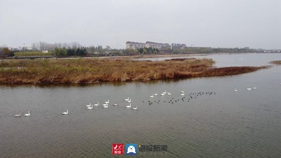 ④：初冬的白鹭湾湿地公园碧波荡漾生态美|瞰见日照·湿地之美| 日照市自然资源和规划局