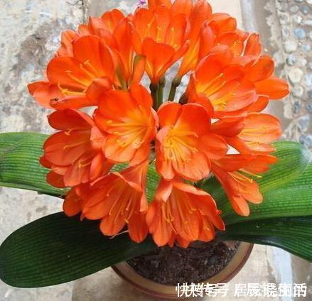 君子兰用这个土来养,根系肥壮,叶子又厚又亮,花开的越来越多