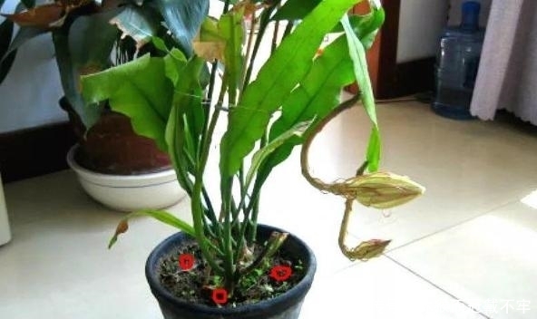 浇花、晒太阳、施肥,别犯这些臭毛病,不然啥花都养不好