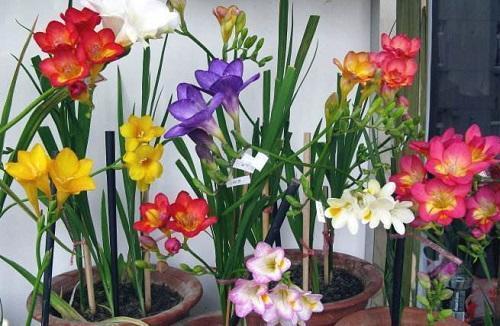 这几种花便宜好养开花多,每次开花满屋飘香,比吊兰绿萝强多了