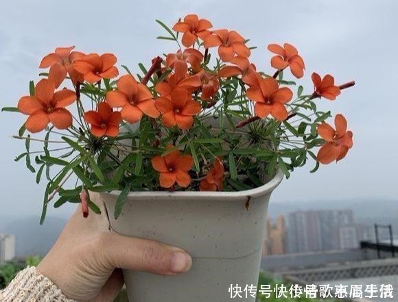 养花|阳台养花,就选这几种,一个月不浇水,也能打鸡血似的开满花!