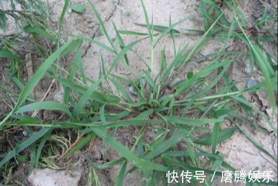 蛇莓|小时候常见又叫不上名的植物，终于知道叫啥了，太全了