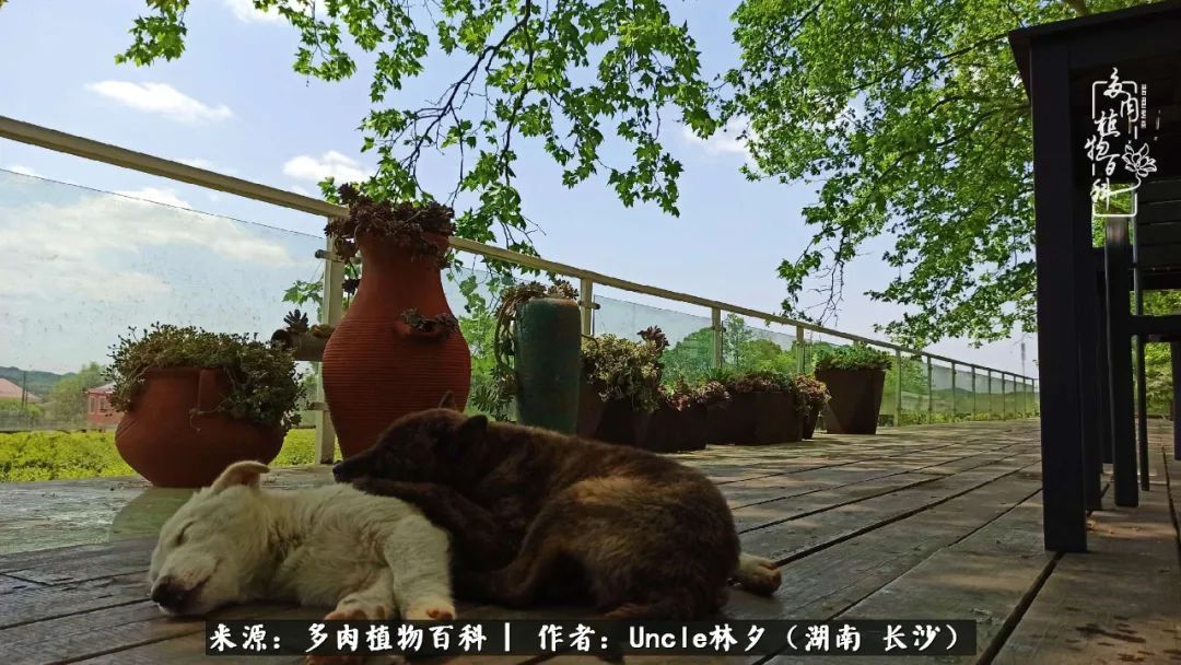 多肉植物|多肉庭院慢生活种一片多肉,喝一杯果酒,泡一壶清茶!