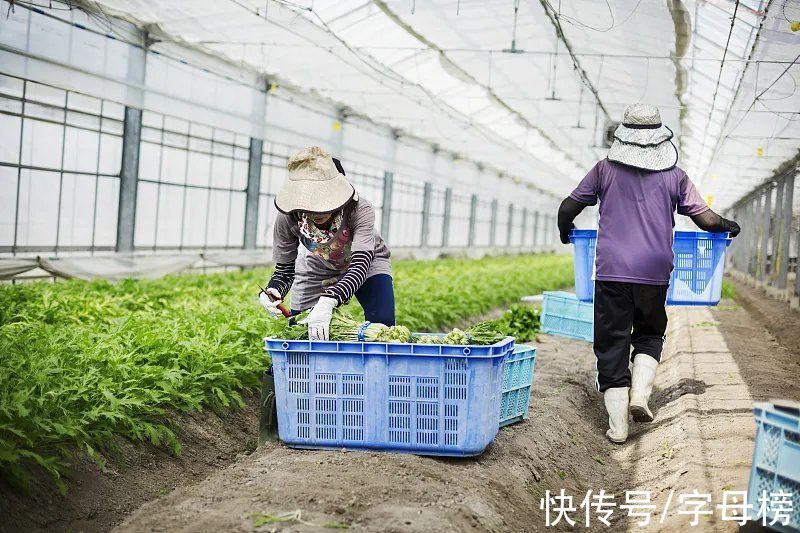 农产品|农产品大战，淘特与拼多多谁执牛耳？